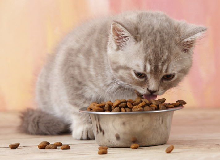 Photo of غذای بچه گربه تازه متولد شده (بچه گربه یک ماهه) : غذای خانگی