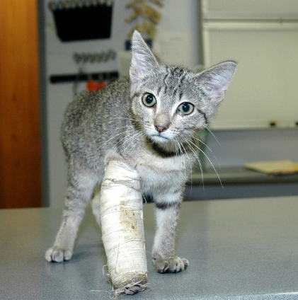 Photo of درمان شکستگی دست گربه | درمان دررفتگی دست و پای گربه